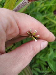 Arabis sagittata borealis