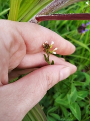 Arabis sagittata borealis