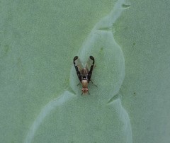 Diacrita costalis