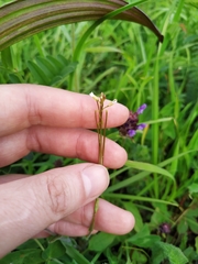 Arabis sagittata borealis