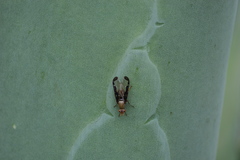 Diacrita costalis