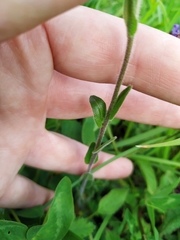 Arabis sagittata borealis