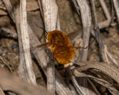 Bombylius comanche