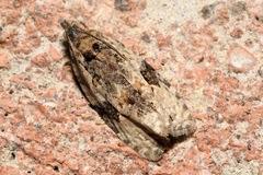 Apotomis lineana