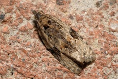 Apotomis lineana