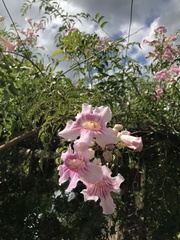 Podranea