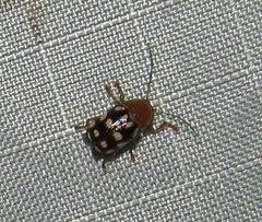 Cryptocephalus guttulatus