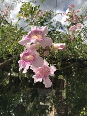 Podranea