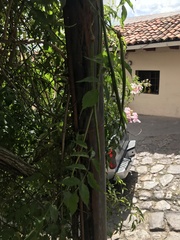 Podranea