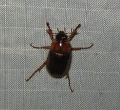 Cyclocephala borealis