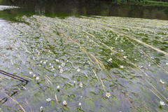 Ranunculus penicillatus