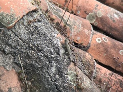 Sceloporus hondurensis