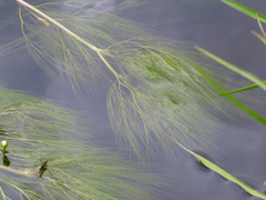 Ranunculus penicillatus