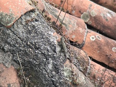 Sceloporus hondurensis