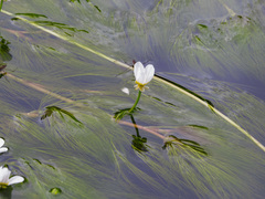 Ranunculus penicillatus