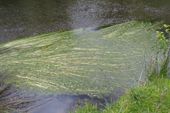Ranunculus penicillatus