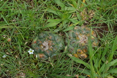 Coryphantha pycnacantha