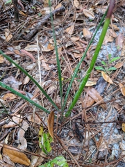 Zephyranthes atamasco image