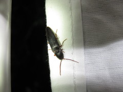 Dicrepidius corvinus