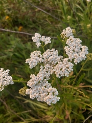 Achillea inundata