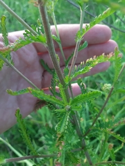 Achillea inundata