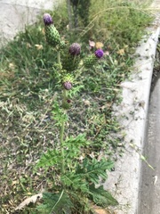Cirsium mexicanum