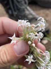 Ipomopsis aggregata weberi