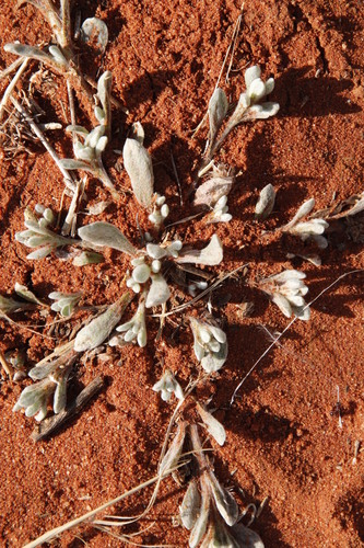 Image of Helichrysum argyrosphaerum by (c) Tony Rebelo, some rights reserved (CC BY-SA)