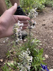 Ipomopsis aggregata weberi