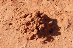 Cryptomys hottentotus