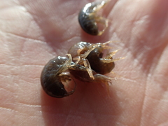 Gammarus lacustris
