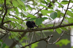 Turdus merula