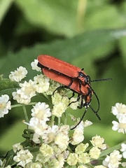 Lygistopterus sanguineus