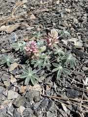 Lupinus constancei
