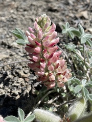 Lupinus constancei