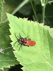 Lygistopterus sanguineus