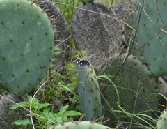 Alypiodes bimaculata