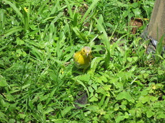 Sicalis flaveola flaveola