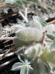 Lupinus constancei