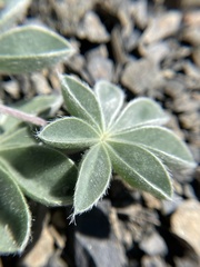 Lupinus constancei