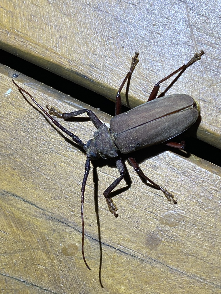 Strongylaspis corticaria in June 2021 by Rusty Cooper · iNaturalist