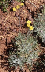 Hymenopappus filifolius lugens