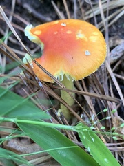 Amanita parcivolvata