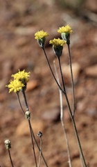 Hymenopappus filifolius lugens