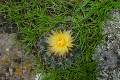Coryphantha pycnacantha