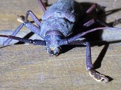 Strongylaspis corticaria