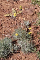 Hymenopappus filifolius lugens
