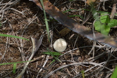 Lycoperdon pulcherrimum