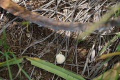 Lycoperdon pulcherrimum
