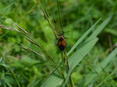 Sephina